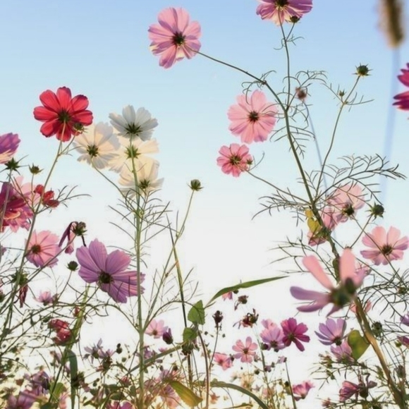 Cottagecore Build your own mystery pack - Picture 2 of 5